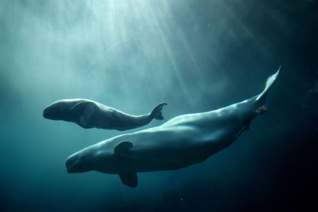 Best Animal Pictures for 2009 According to MSNBC (62 pics)