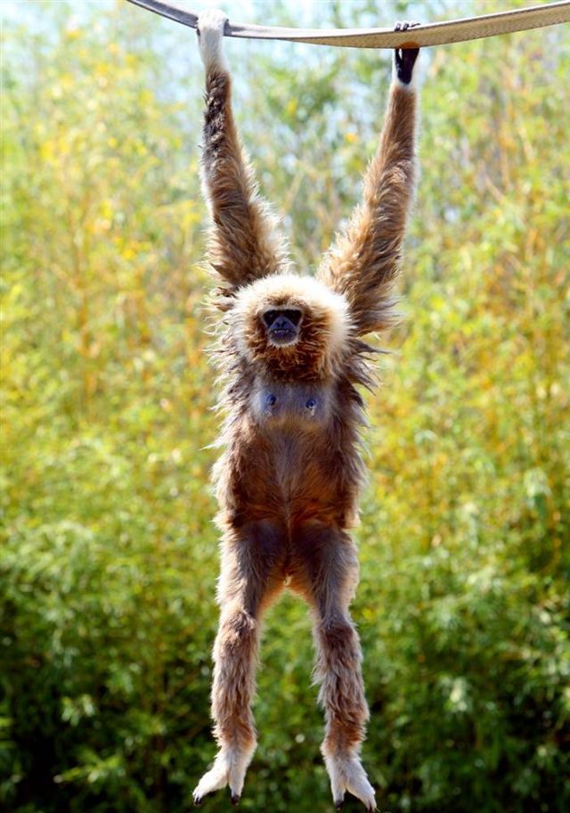 Best Animal Pictures for 2009 According to MSNBC (62 pics)