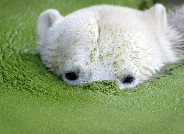 Best Animal Pictures for 2009 According to MSNBC (62 pics)