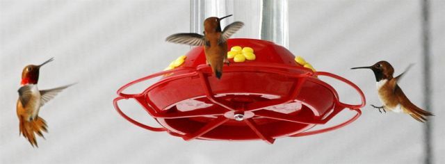 Best Animal Pictures for 2009 According to MSNBC (62 pics)