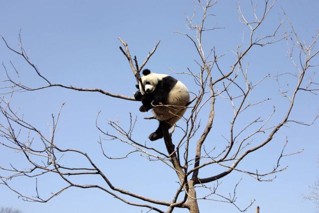 Best Animal Pictures for 2009 According to MSNBC (62 pics)