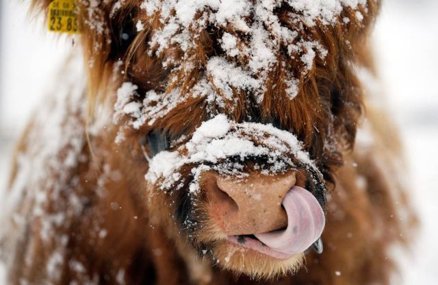 Best Animal Pictures for 2009 According to MSNBC (62 pics)