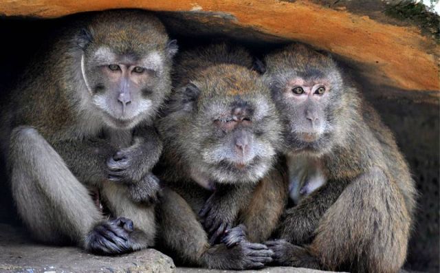 Best Animal Pictures for 2009 According to MSNBC (62 pics)