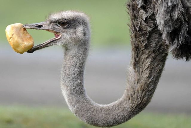Best Animal Pictures for 2009 According to MSNBC (62 pics)