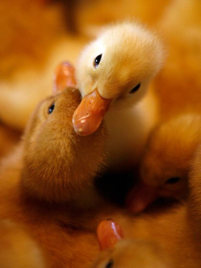 Best Animal Pictures for 2009 According to MSNBC (62 pics)