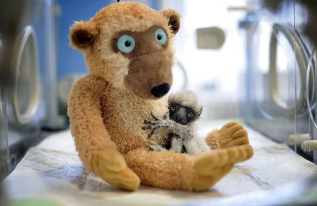 Best Animal Pictures for 2009 According to MSNBC (62 pics)