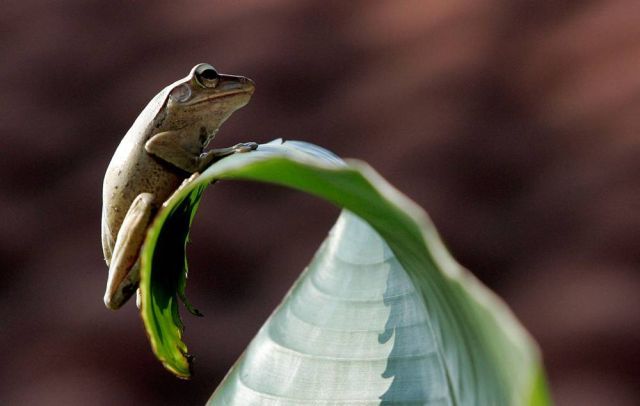 Best Animal Pictures for 2009 According to MSNBC (62 pics)