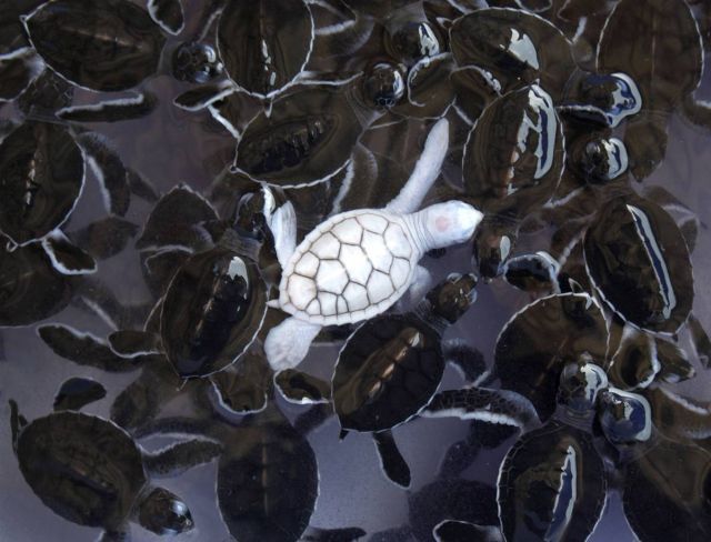 Best Animal Pictures for 2009 According to MSNBC (62 pics)