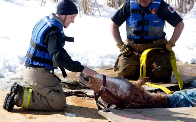 Best Animal Pictures for 2009 According to MSNBC (62 pics)