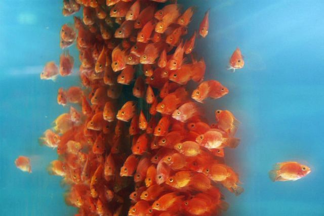 Best Animal Pictures for 2009 According to MSNBC (62 pics)