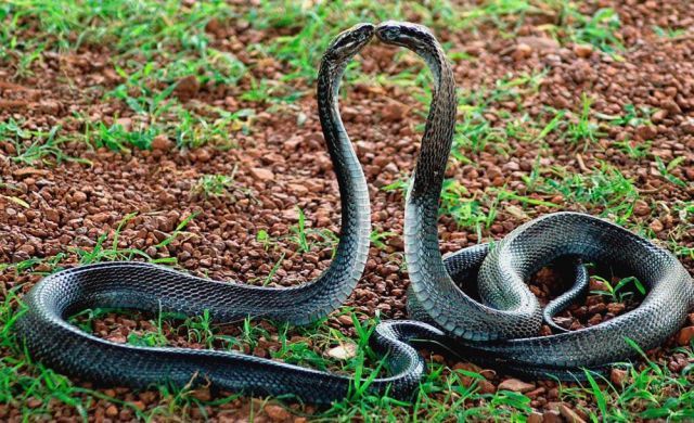 Best Animal Pictures for 2009 According to MSNBC (62 pics)