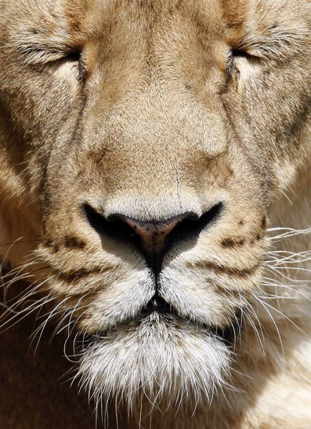 Best Animal Pictures for 2009 According to MSNBC (62 pics)