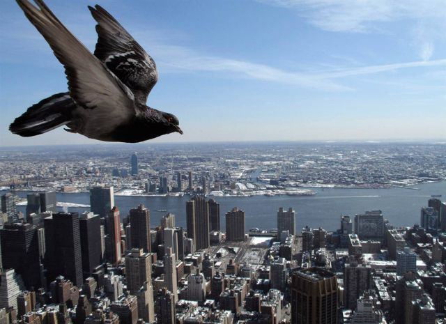 Best Animal Pictures for 2009 According to MSNBC (62 pics)