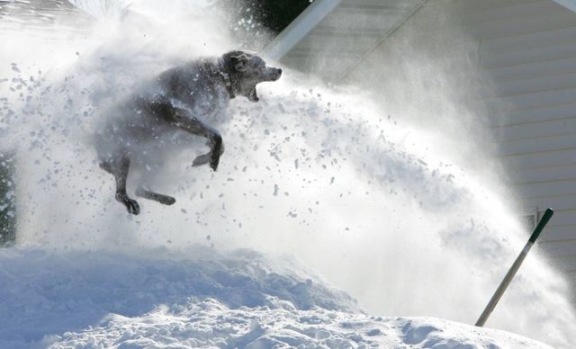 Best Animal Pictures for 2009 According to MSNBC (62 pics)