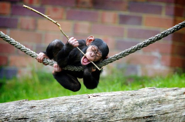 Best Animal Pictures for 2009 According to MSNBC (62 pics)