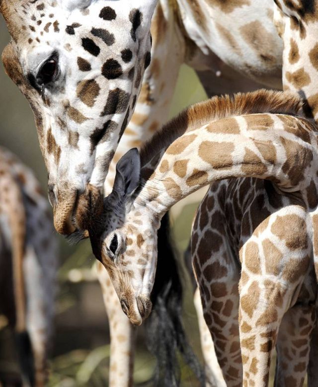 Best Animal Pictures for 2009 According to MSNBC (62 pics)