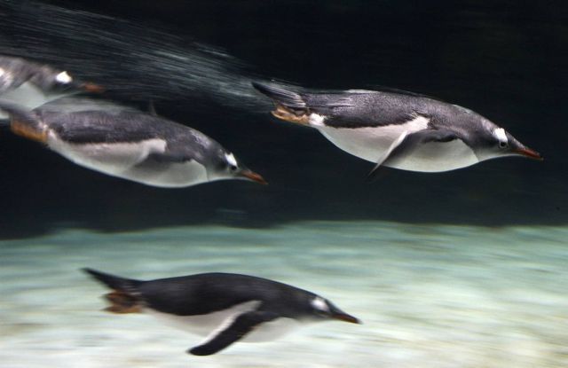 Best Animal Pictures for 2009 According to MSNBC (62 pics)
