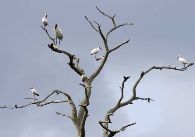 Best Animal Pictures for 2009 According to MSNBC (62 pics)
