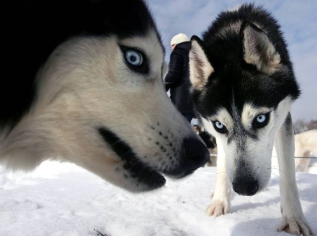 Best Animal Pictures for 2009 According to MSNBC (62 pics)