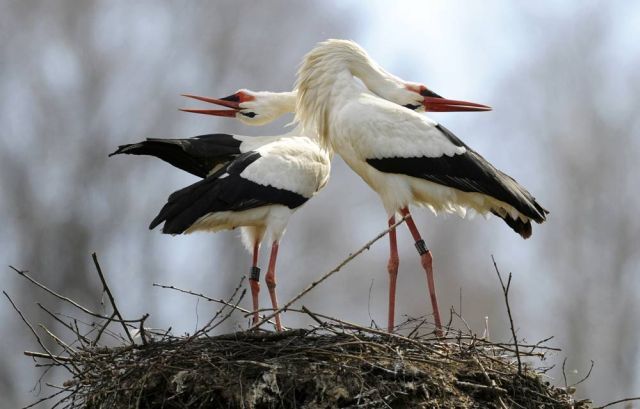 Best Animal Pictures for 2009 According to MSNBC (62 pics)