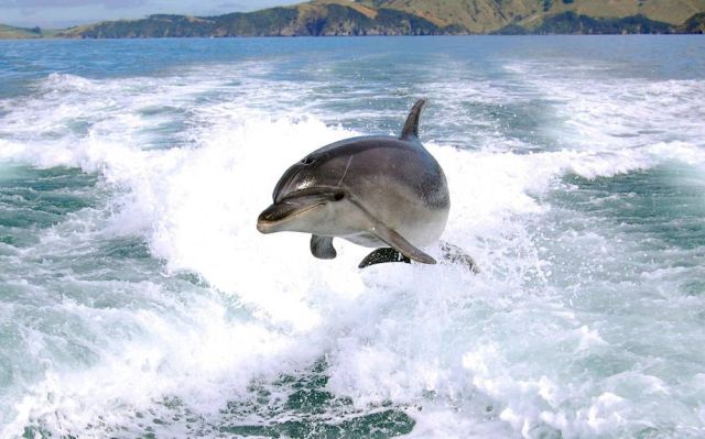 Best Animal Pictures for 2009 According to MSNBC (62 pics)