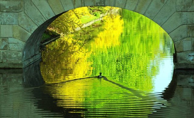 Best Animal Pictures for 2009 According to MSNBC (62 pics)