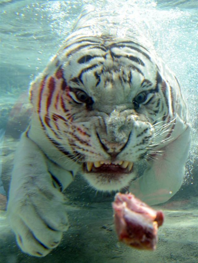 Best Animal Pictures for 2009 According to MSNBC (62 pics)