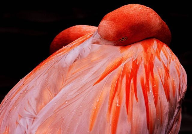Best Animal Pictures for 2009 According to MSNBC (62 pics)