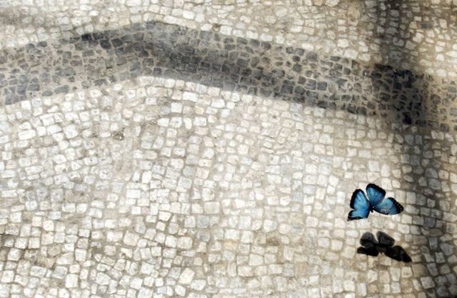 Best Animal Pictures for 2009 According to MSNBC (62 pics)