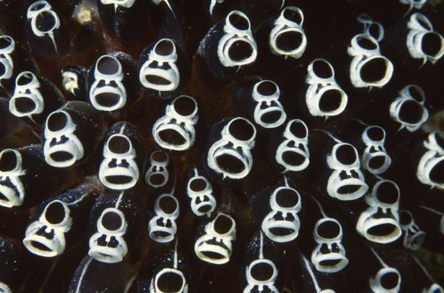 Best Animal Pictures for 2009 According to MSNBC (62 pics)