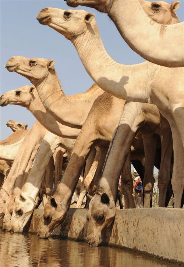Best Animal Pictures for 2009 According to MSNBC (62 pics)