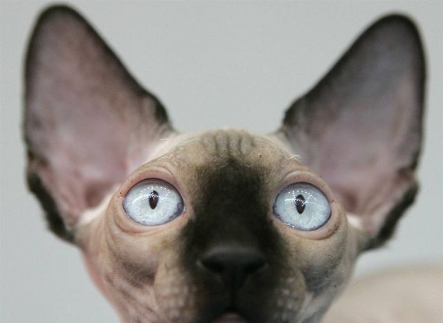 Best Animal Pictures for 2009 According to MSNBC (62 pics)