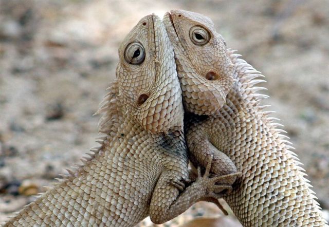 Best Animal Pictures for 2009 According to MSNBC (62 pics)