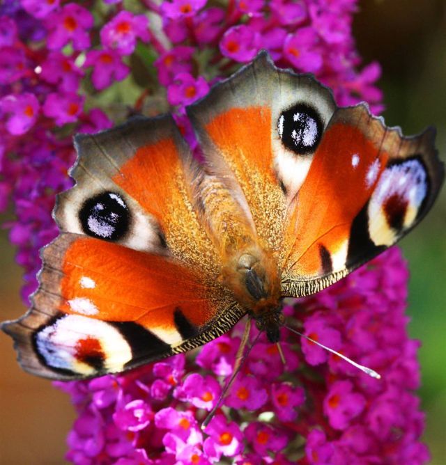 Best Animal Pictures for 2009 According to MSNBC (62 pics)