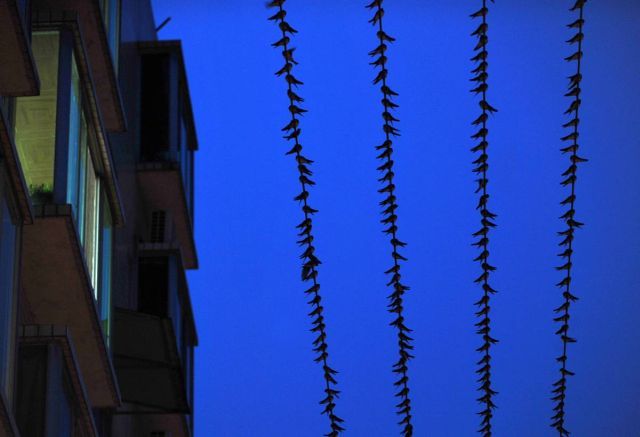 Best Animal Pictures for 2009 According to MSNBC (62 pics)
