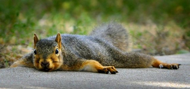 Best Animal Pictures for 2009 According to MSNBC (62 pics)