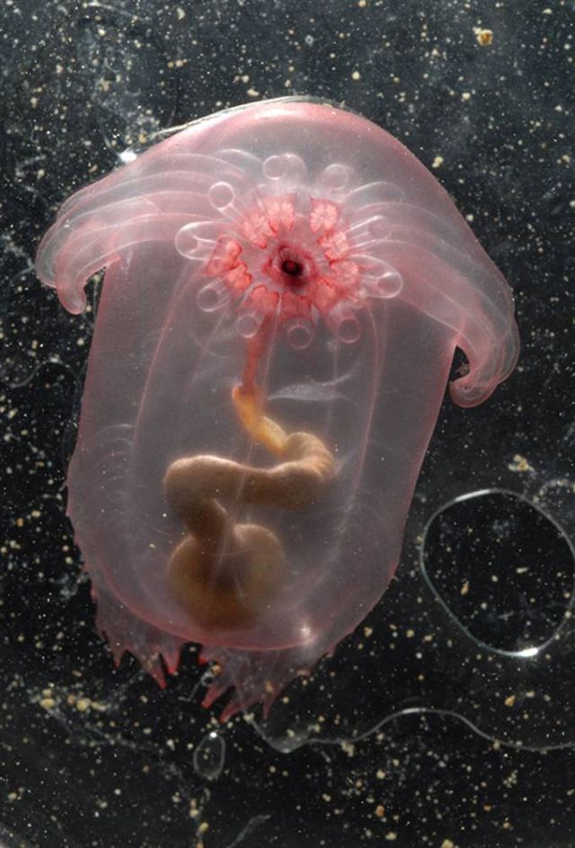 Best Animal Pictures for 2009 According to MSNBC (62 pics)