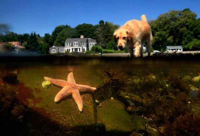 Best Animal Pictures for 2009 According to MSNBC (62 pics)