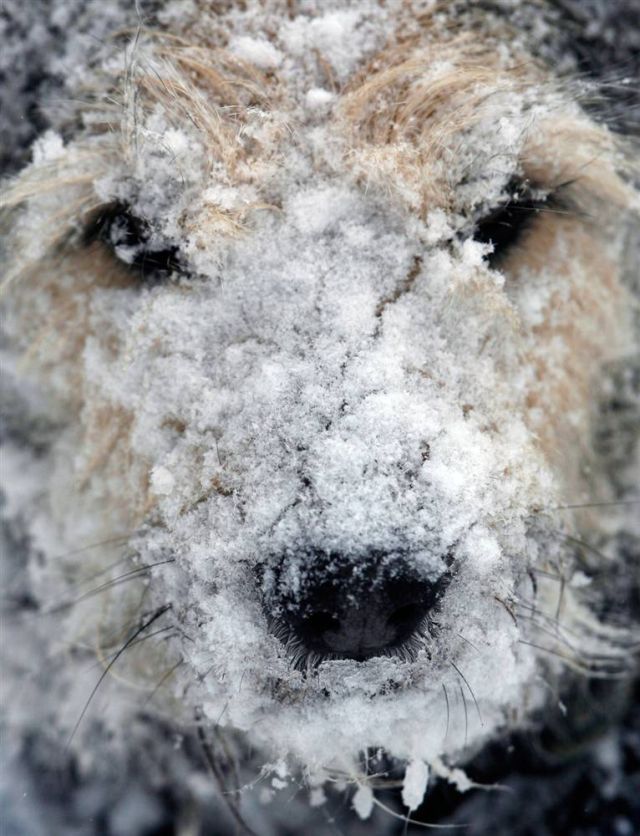 Best Animal Pictures for 2009 According to MSNBC (62 pics)