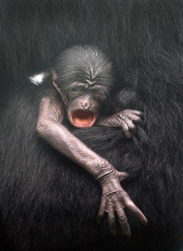 Best Animal Pictures for 2009 According to MSNBC (62 pics)