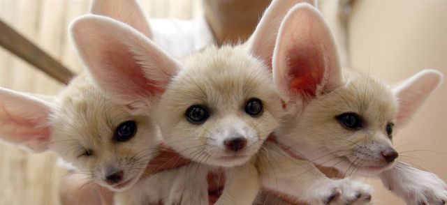 Best Animal Pictures for 2009 According to MSNBC (62 pics)
