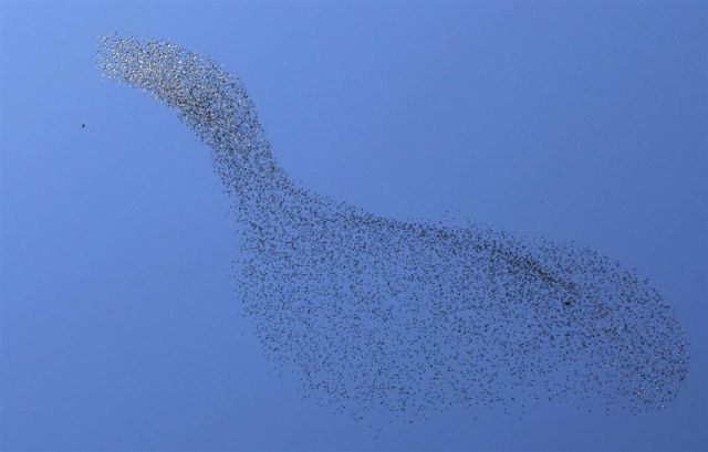 Best Animal Pictures for 2009 According to MSNBC (62 pics)