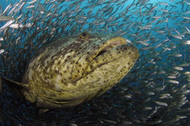 Best Animal Pictures for 2009 According to MSNBC (62 pics)