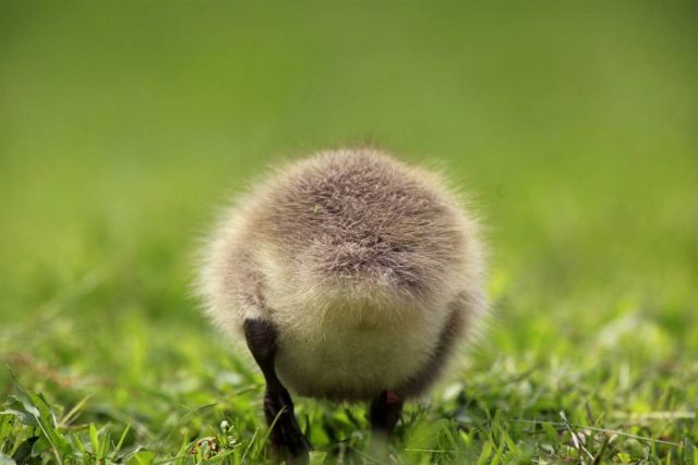 Best Animal Pictures for 2009 According to MSNBC (62 pics)