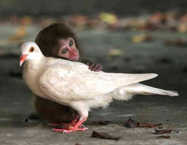 Best Buddies but Yet So Different (50 pics)
