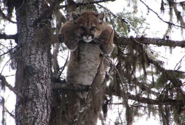 These funny animals (37 pics)