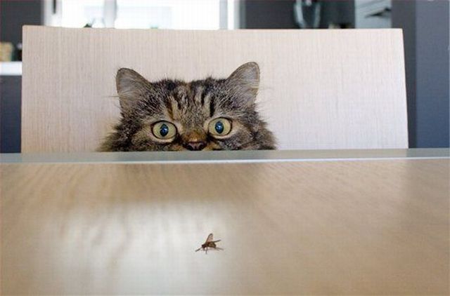 These funny animals (37 pics)