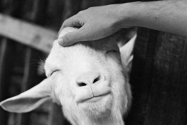 These funny animals (37 pics)