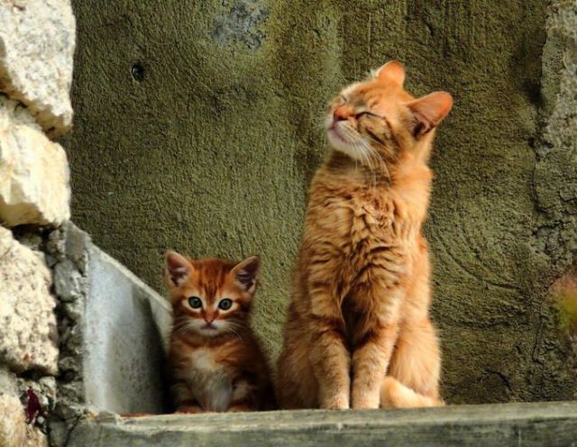 These funny animals (37 pics)