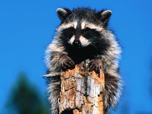 These funny animals (37 pics)